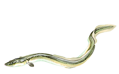 anguille-migado