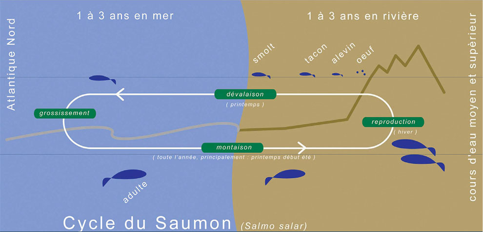 Cycle du Saumon