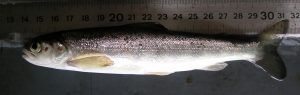 Smolt de Saumon Atlantique