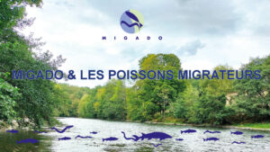 Vid&eacute;o de pr&eacute;sentation de l'association MIGADO