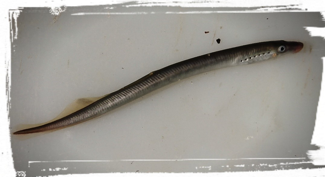 Lamproie Insect Pêches électriques ammocètes - Migado.fr - Migrateurs Garonne Dordogne ...